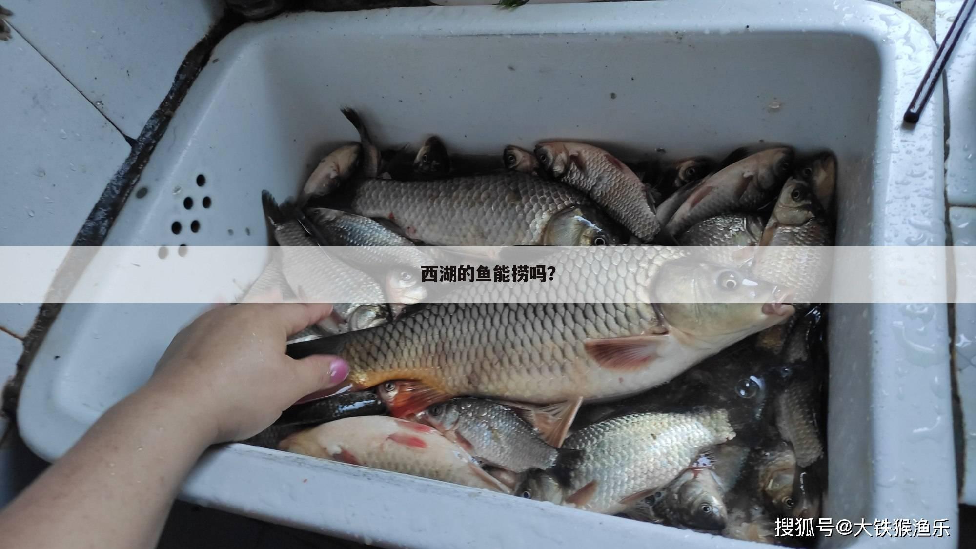 西湖的鱼能捞吗?