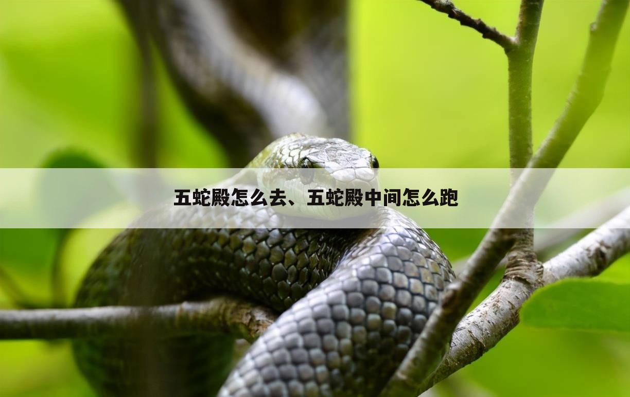 五蛇殿怎么去、五蛇殿中间怎么跑