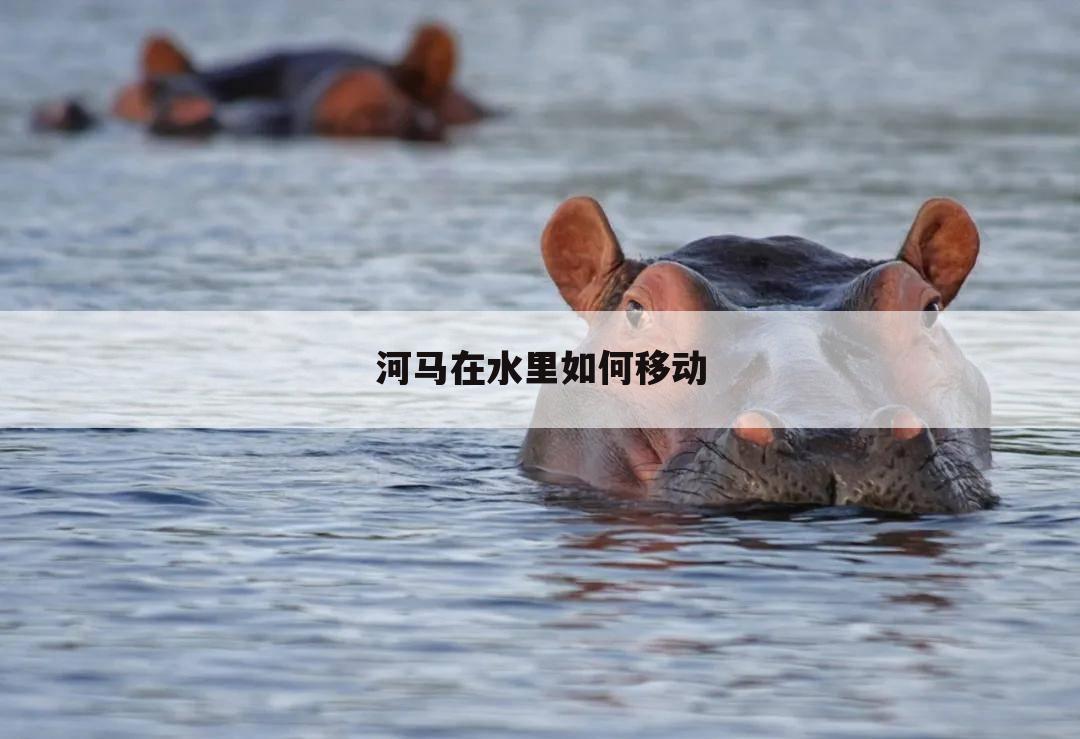 河马在水里如何移动
