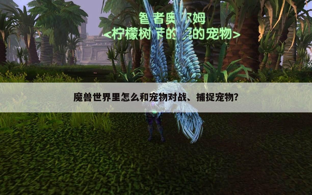 魔兽世界里怎么和宠物对战、捕捉宠物?