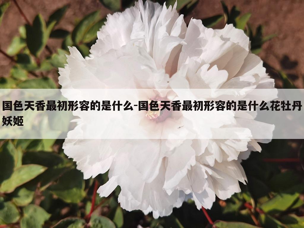 国色天香最初形容的是什么-国色天香最初形容的是什么花牡丹妖姬