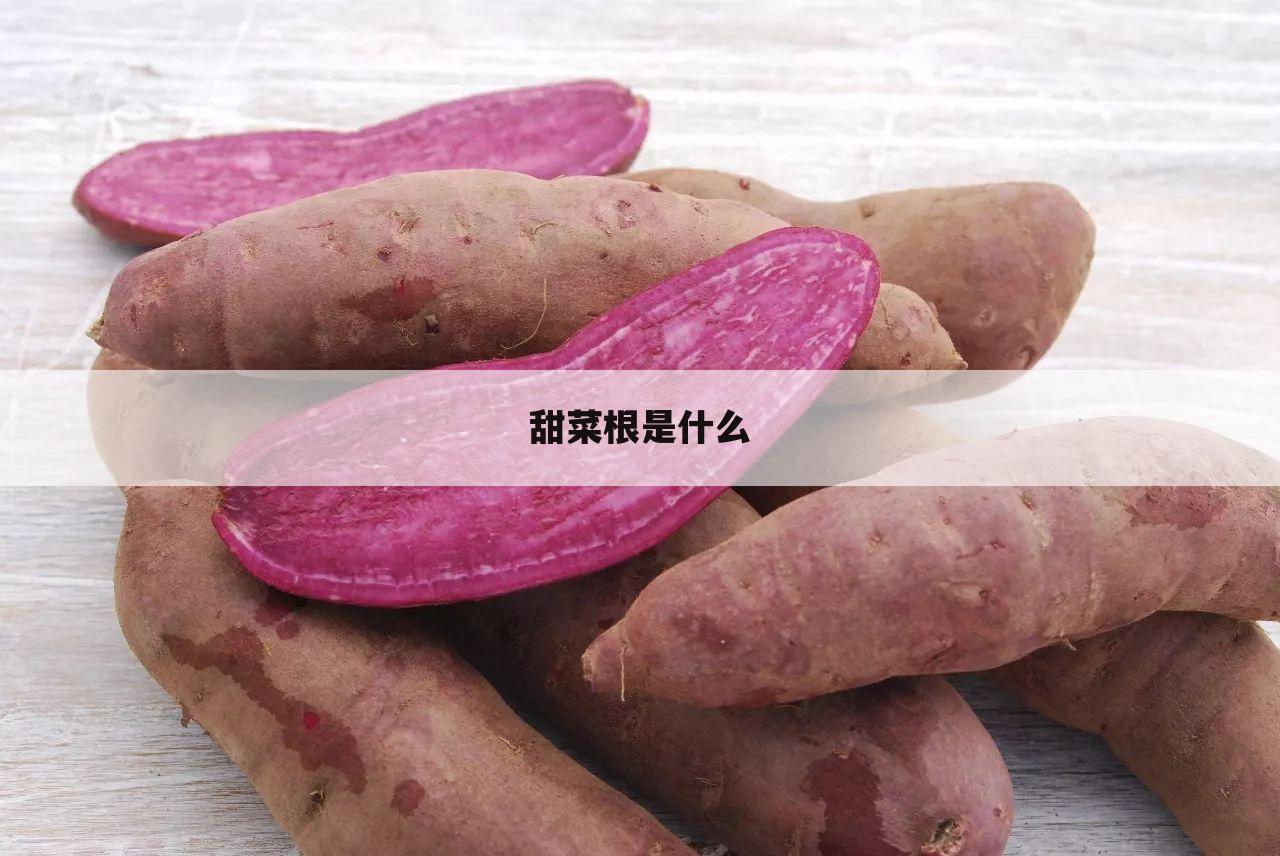 甜菜根是什么