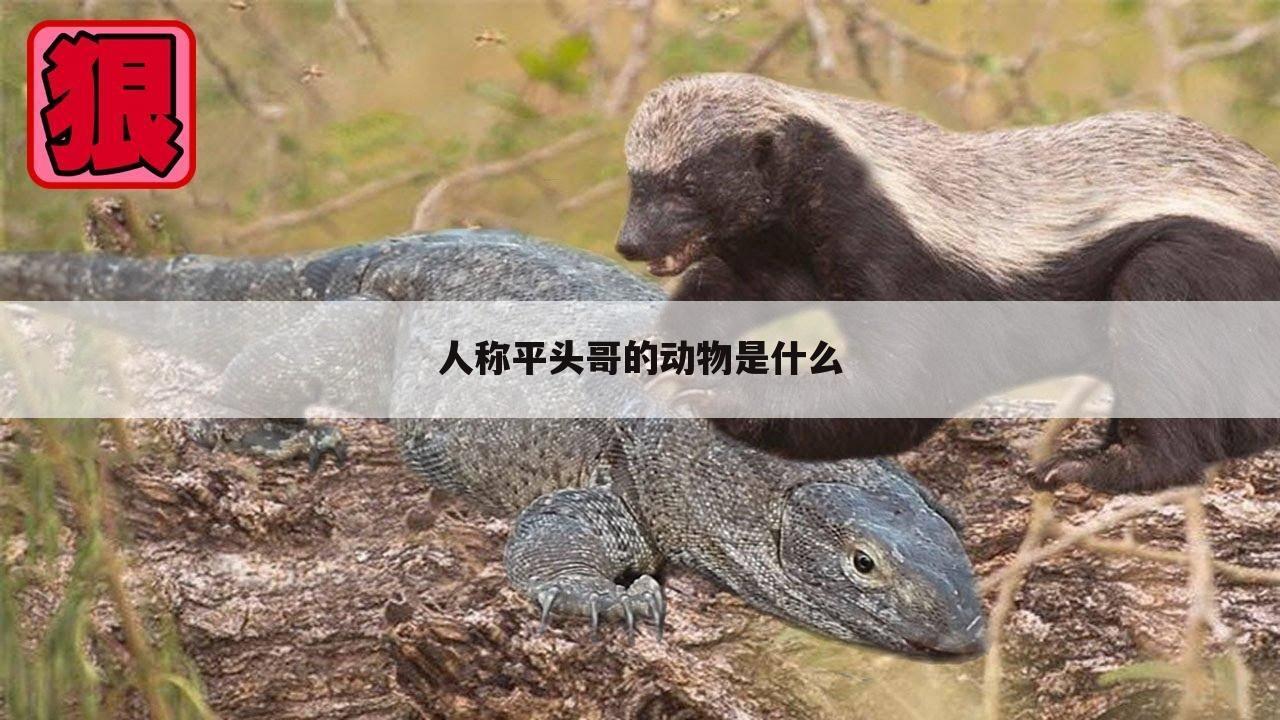 人称平头哥的动物是什么