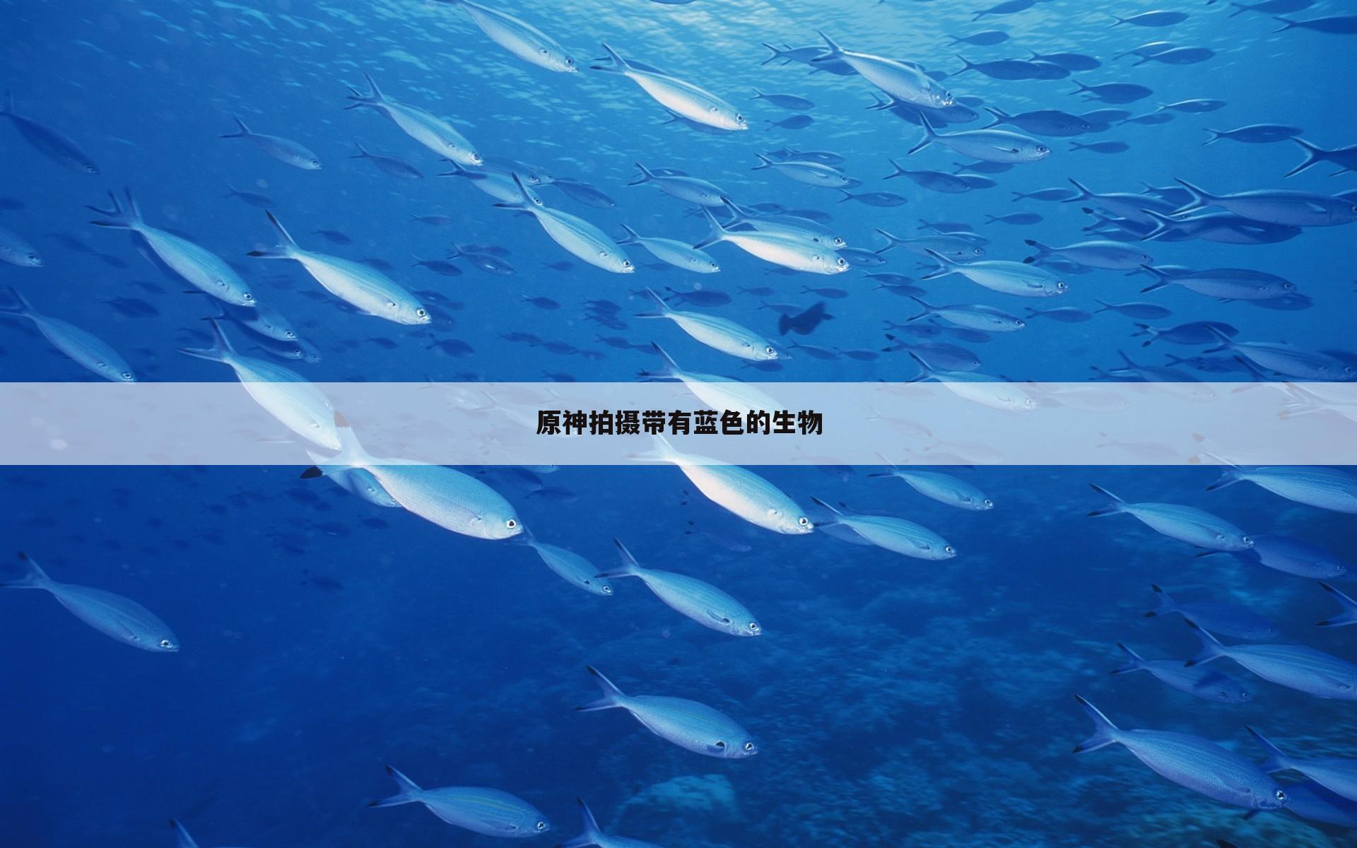 原神拍摄带有蓝色的生物
