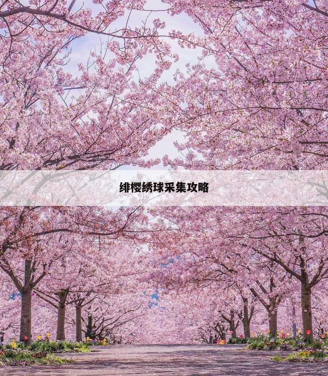 绯樱绣球采集攻略