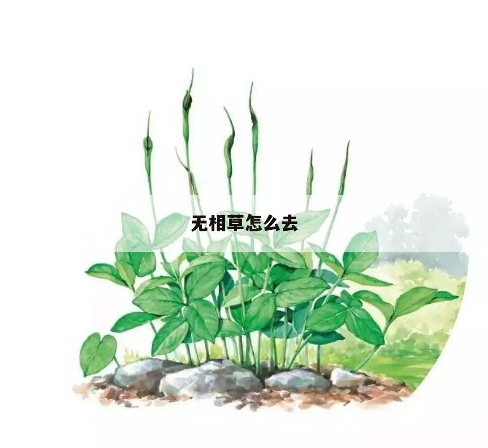 无相草怎么去