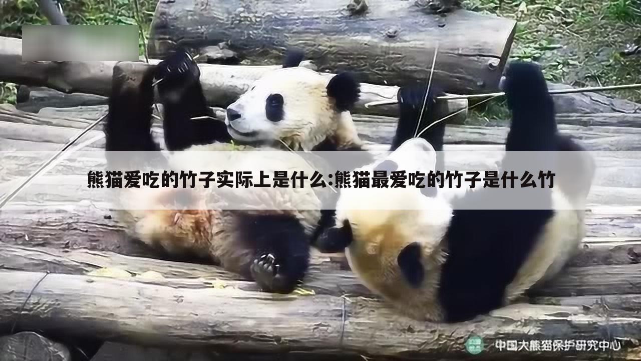 熊猫爱吃的竹子实际上是什么:熊猫最爱吃的竹子是什么竹