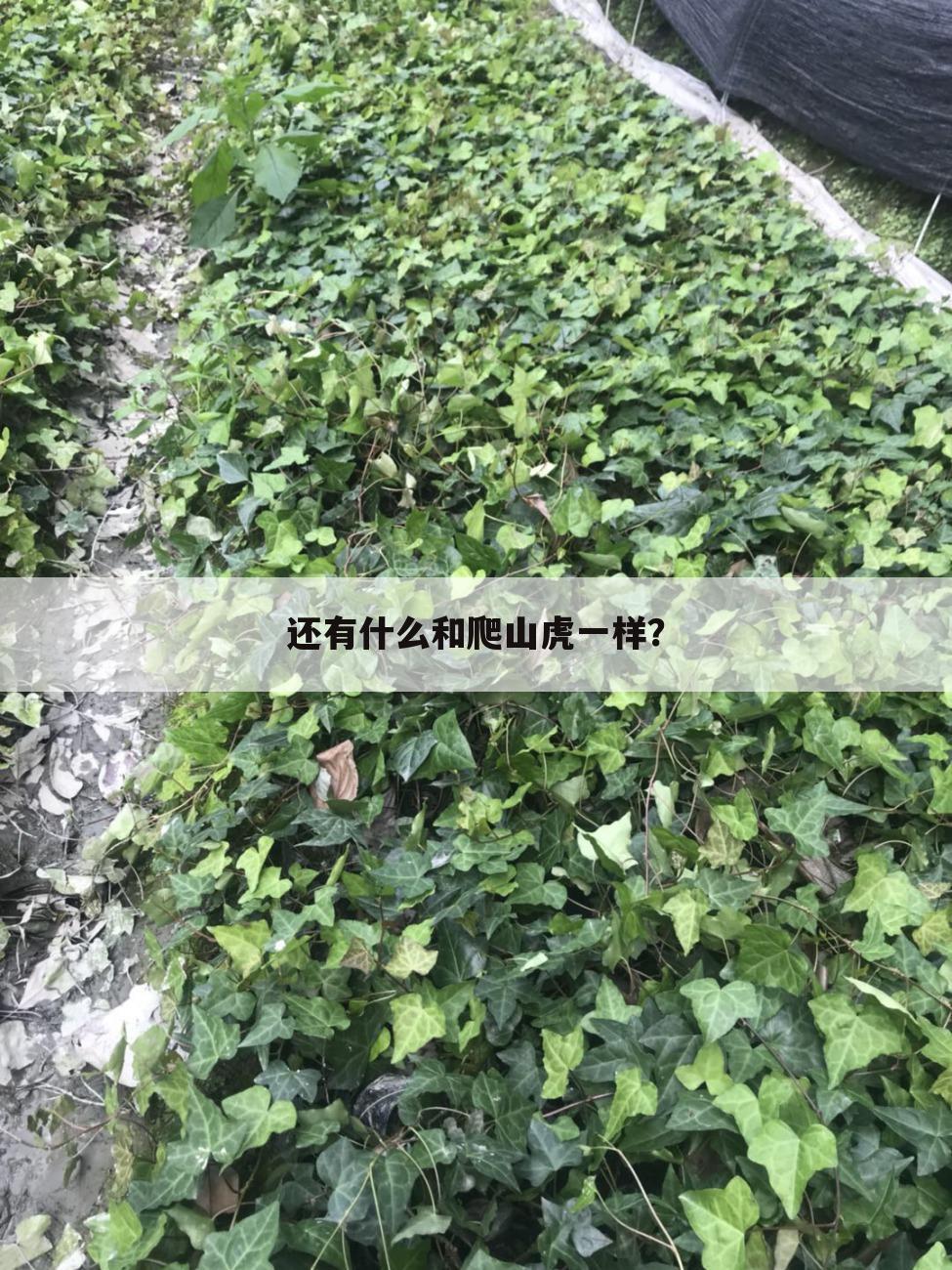 还有什么和爬山虎一样?