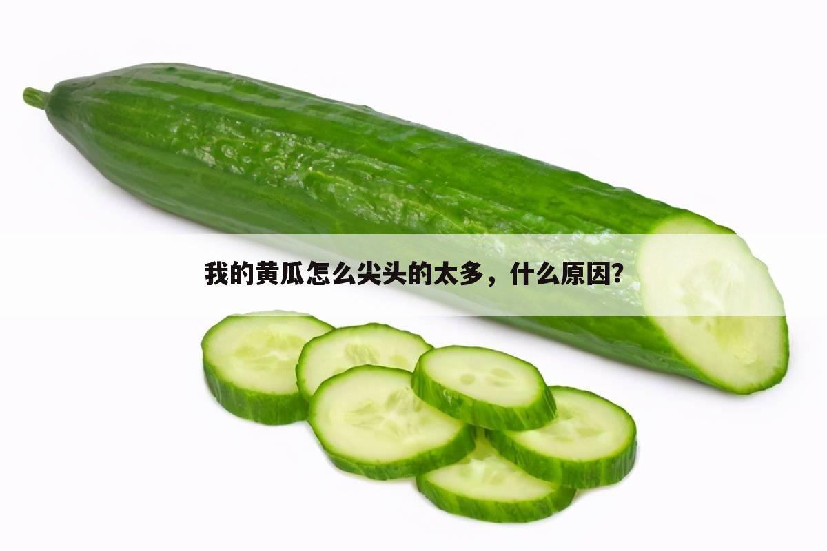 我的黄瓜怎么尖头的太多,什么原因?