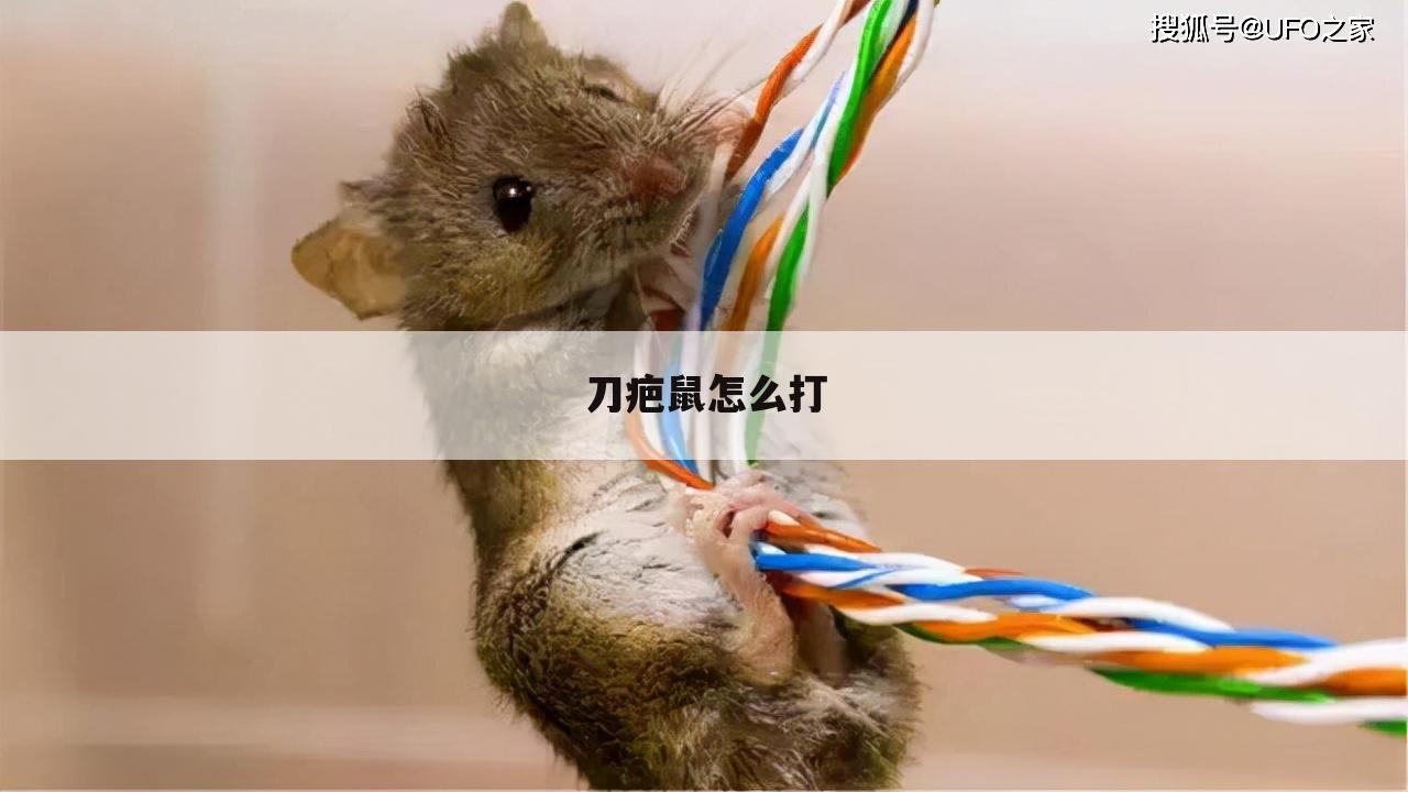 刀疤鼠怎么打