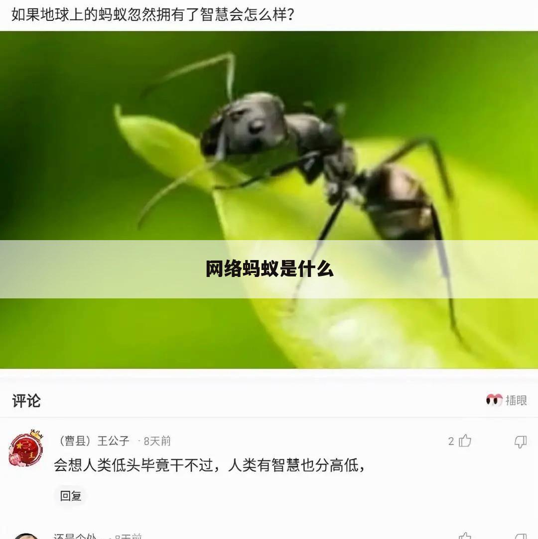 网络蚂蚁是什么