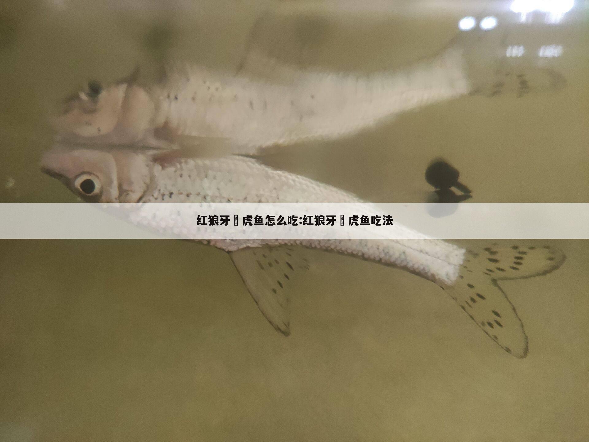 红狼牙鰕虎鱼怎么吃:红狼牙鰕虎鱼吃法