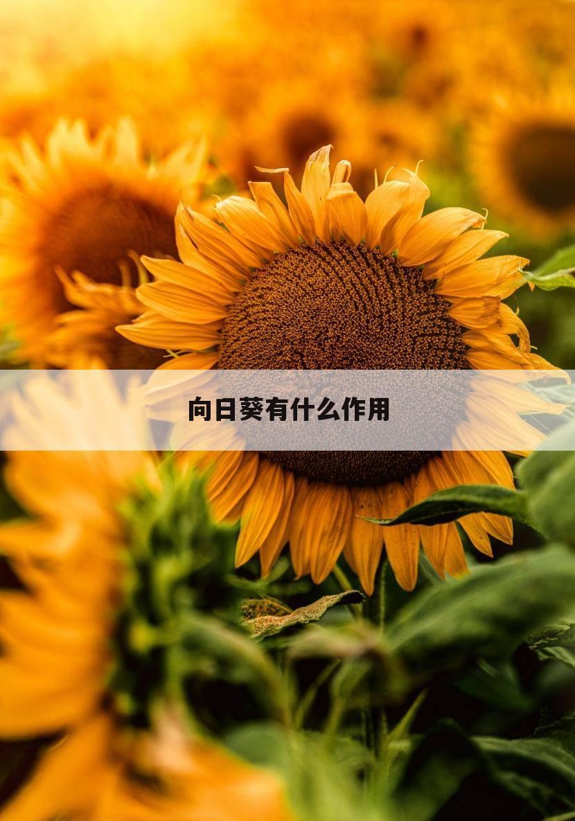 向日葵有什么作用