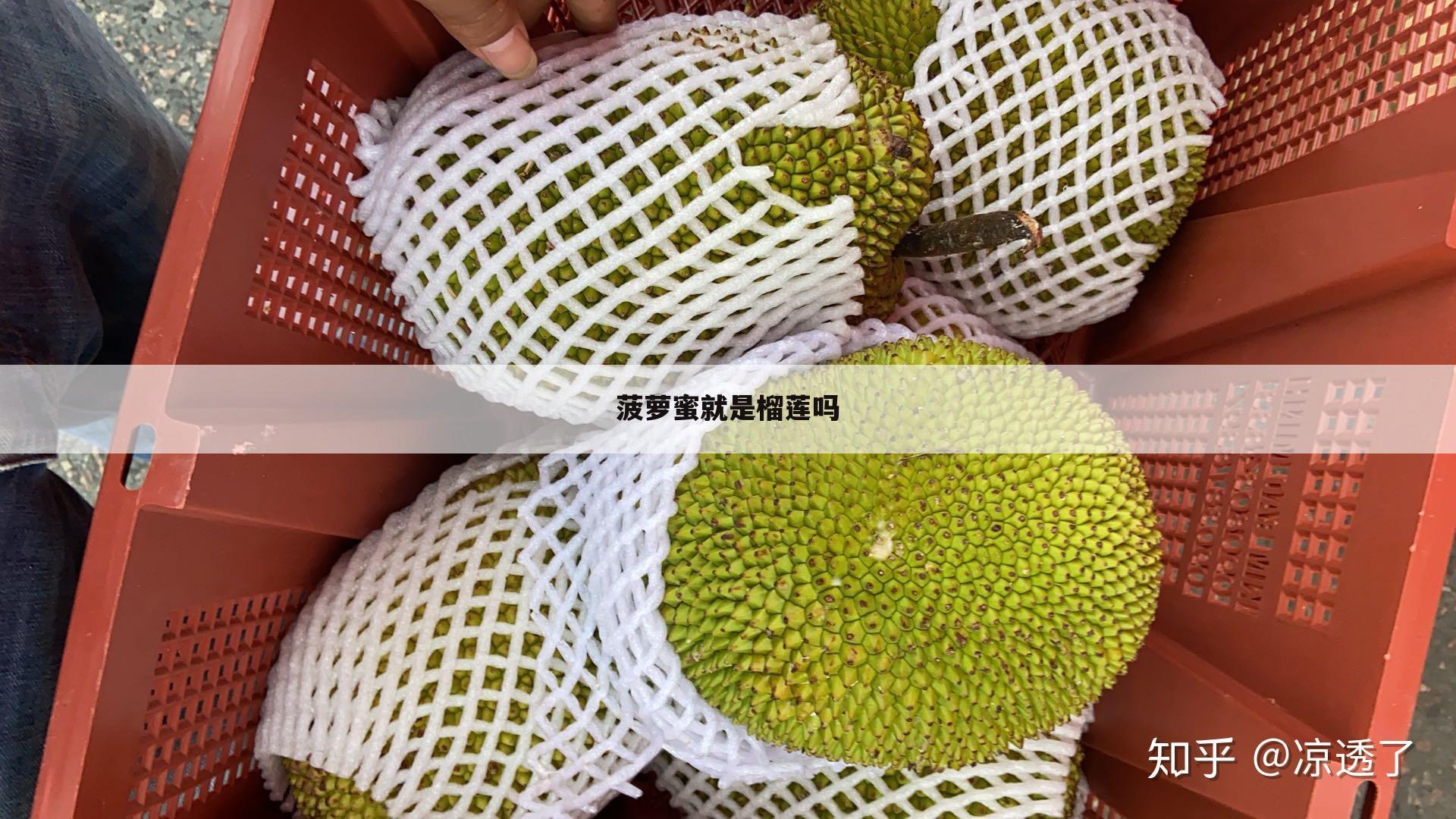 菠萝蜜就是榴莲吗