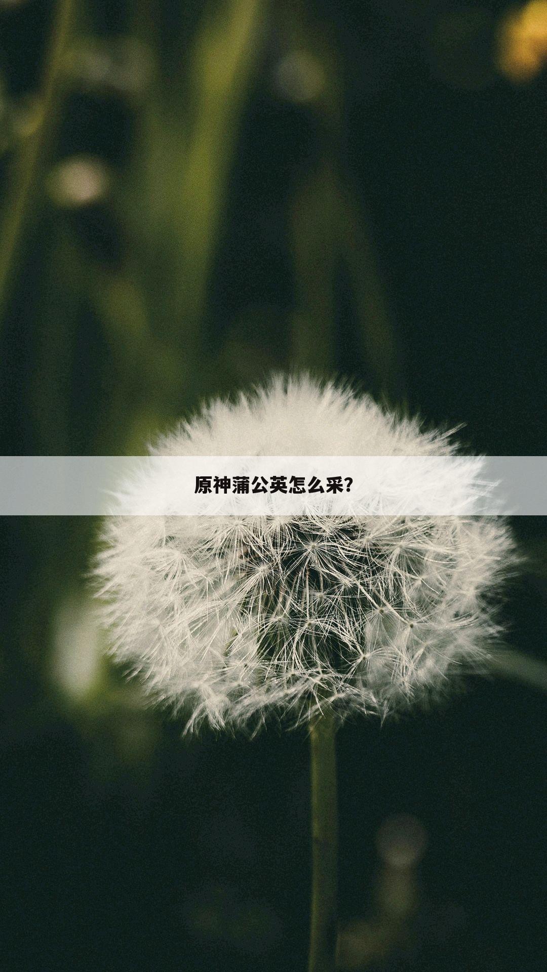 原神蒲公英怎么采？