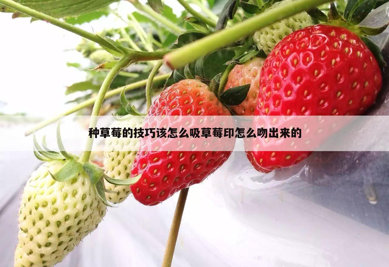 种草莓的技巧该怎么吸草莓印怎么吻出来的
