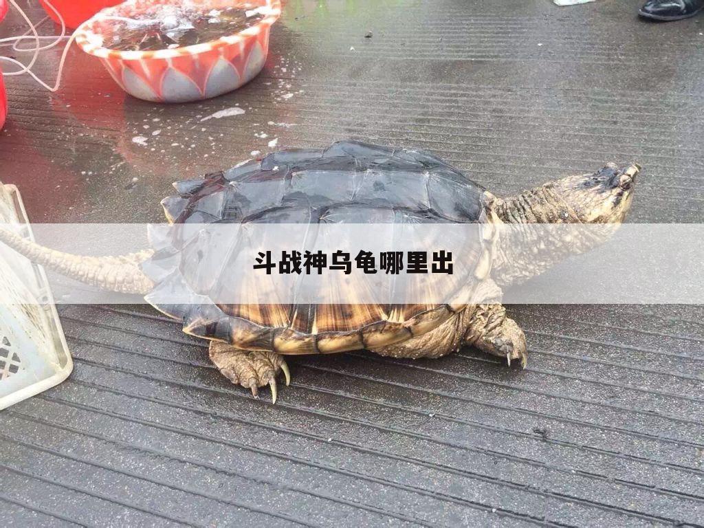 斗战神乌龟哪里出