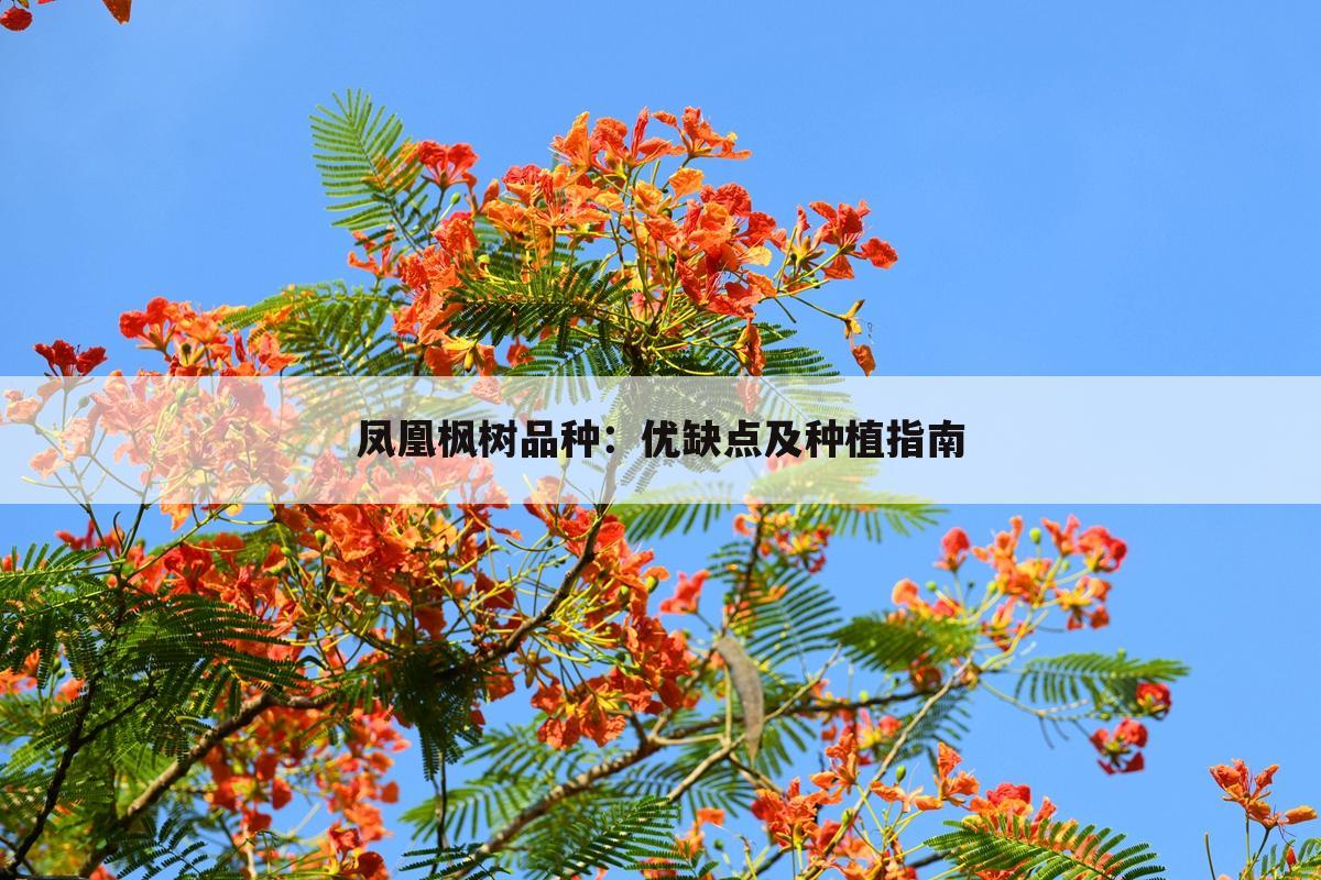 凤凰枫树品种：优缺点及种植指南