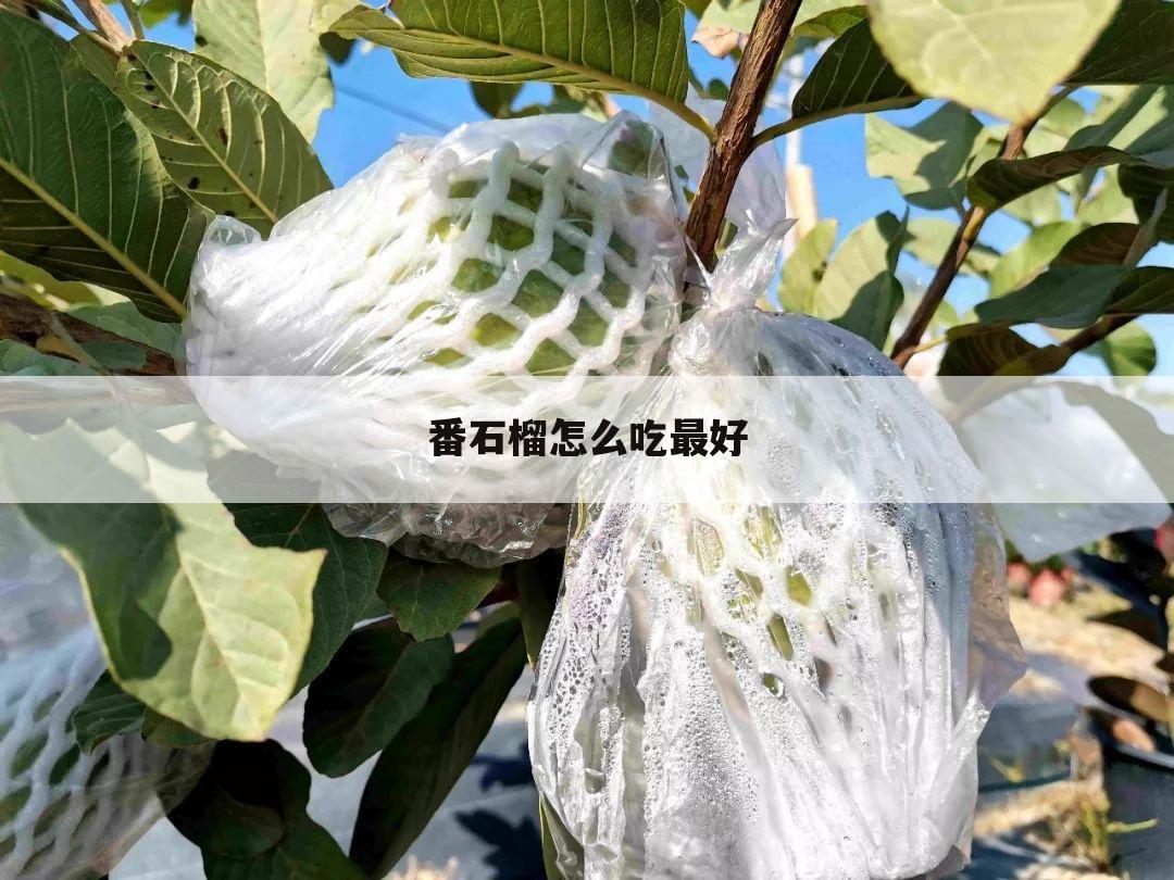 番石榴怎么吃最好