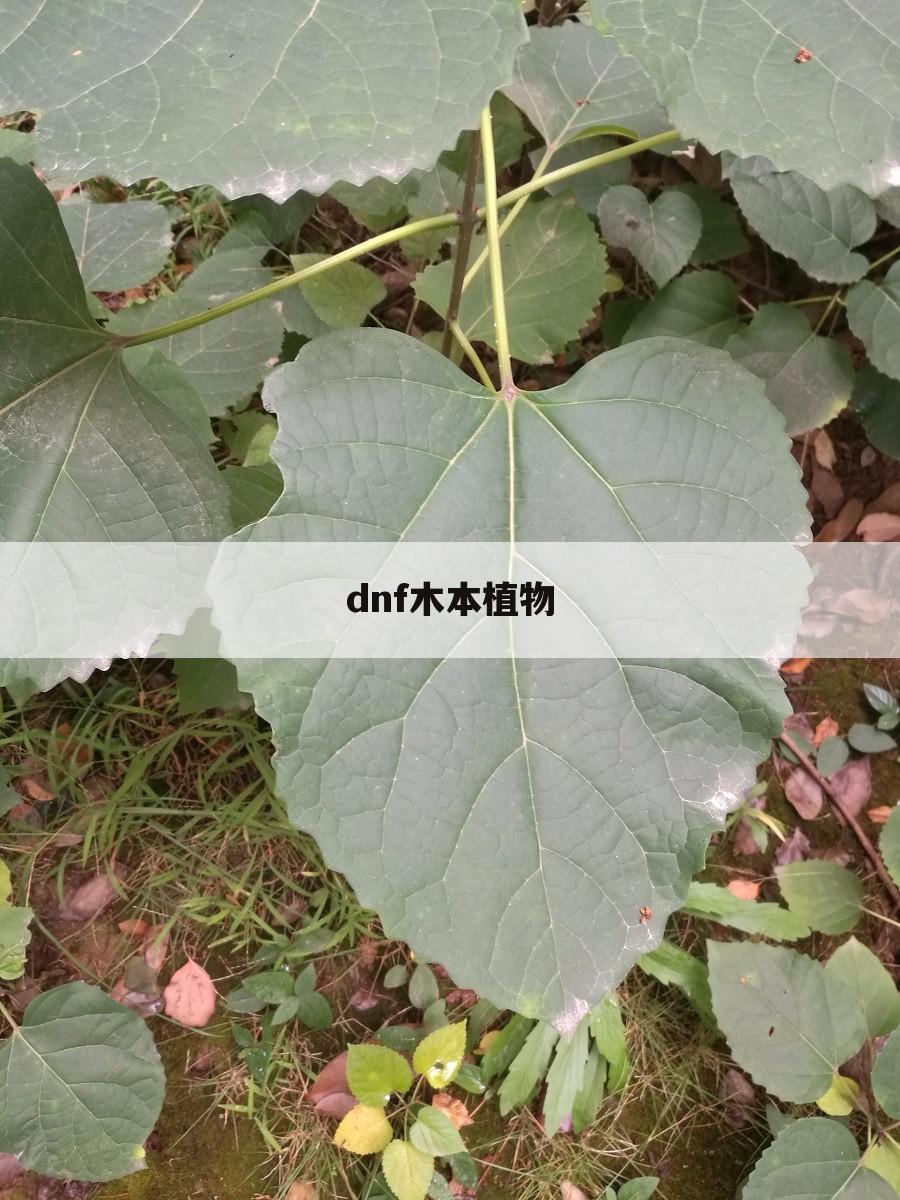dnf木本植物