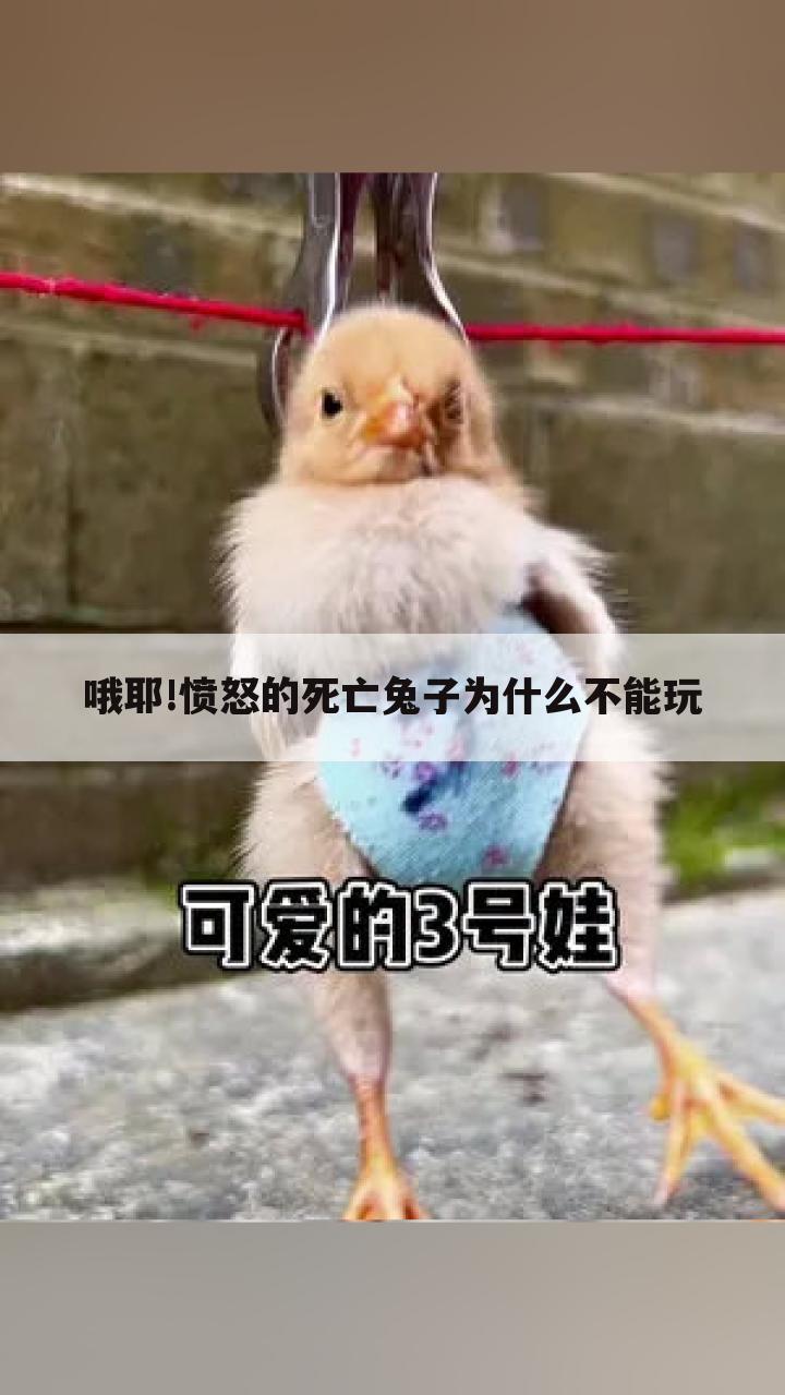 哦耶!愤怒的死亡兔子为什么不能玩