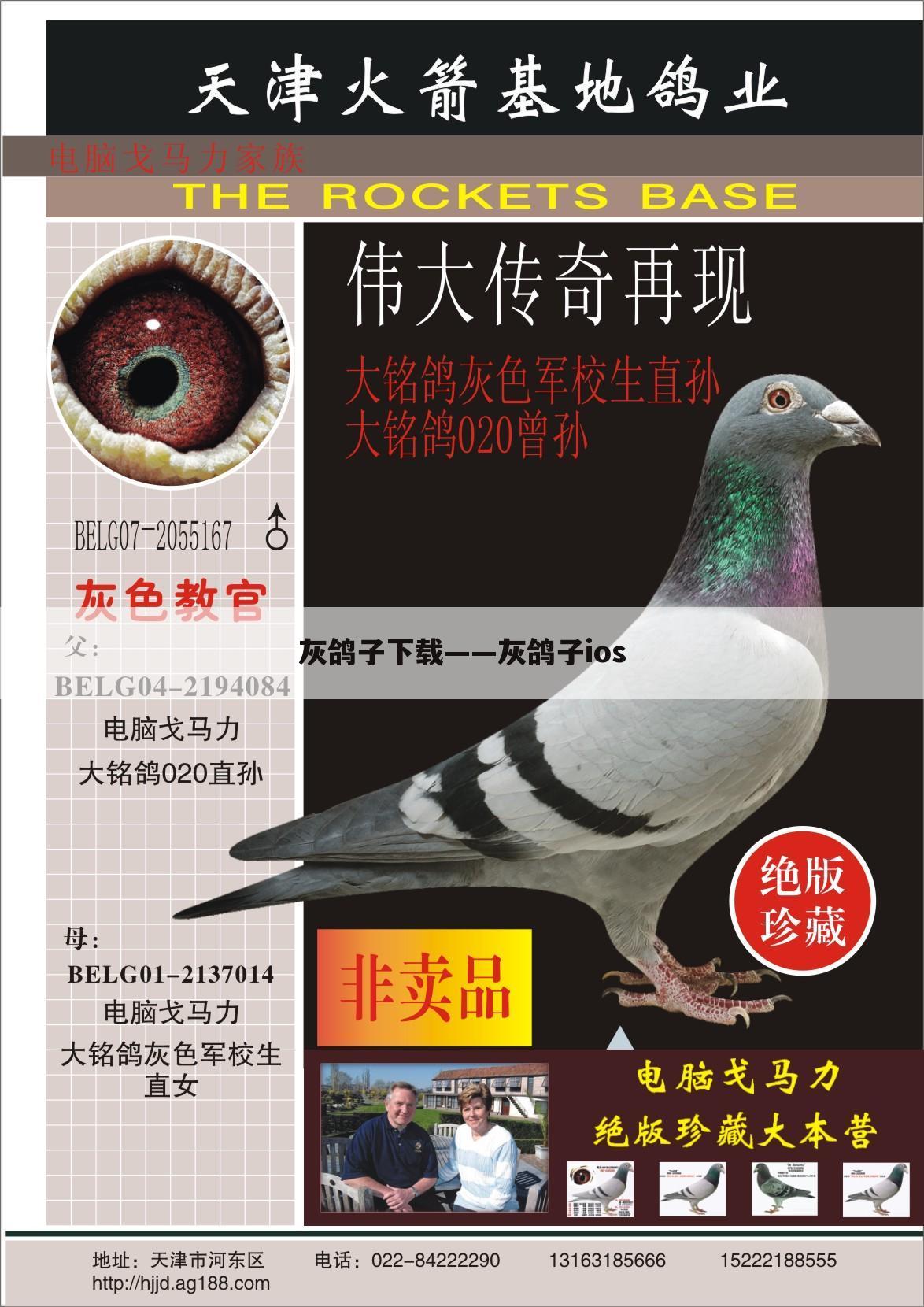 灰鸽子下载——灰鸽子ios