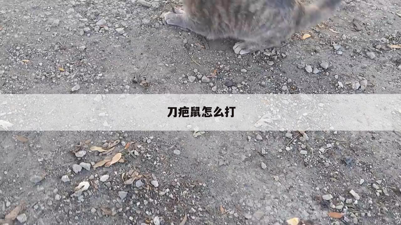 刀疤鼠怎么打