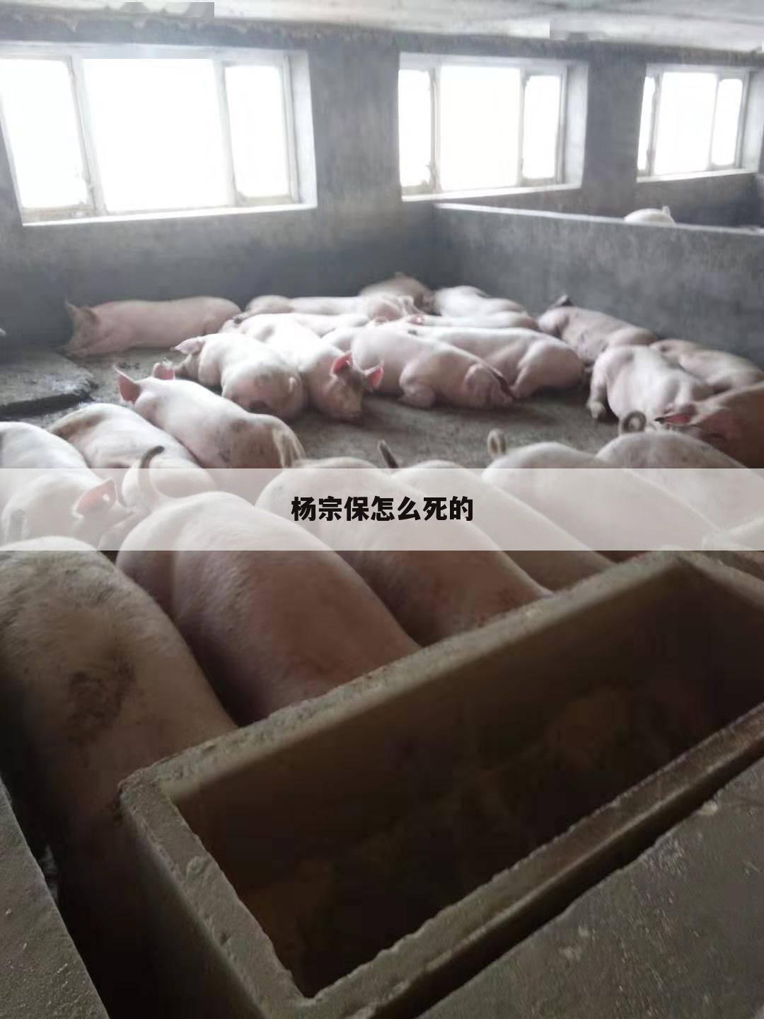 杨宗保怎么死的