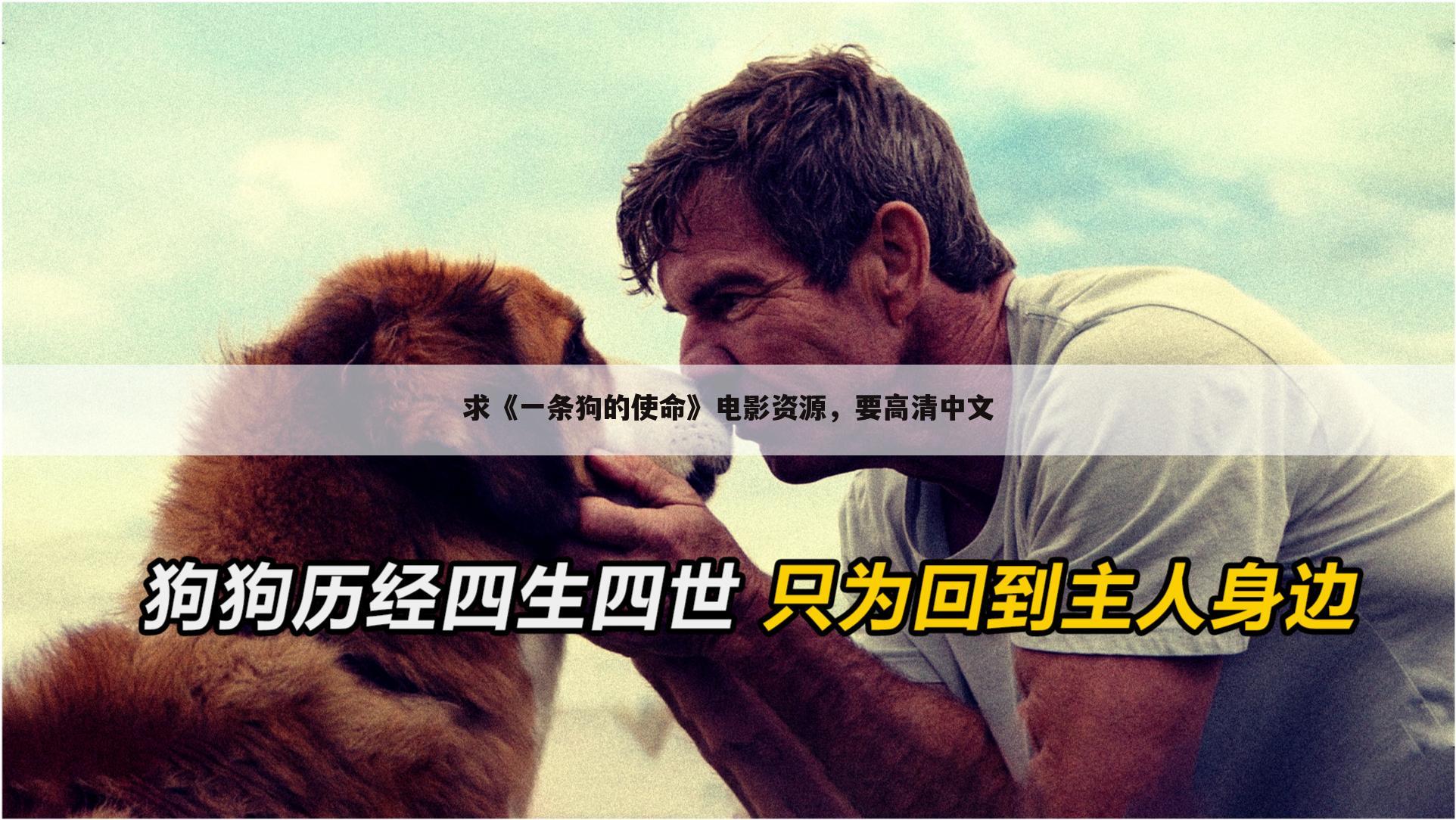 求《一条狗的使命》电影资源，要高清中文