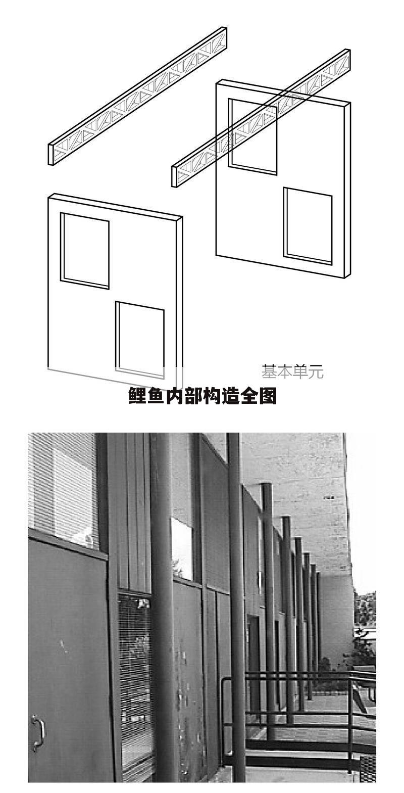 鲤鱼内部构造全图
