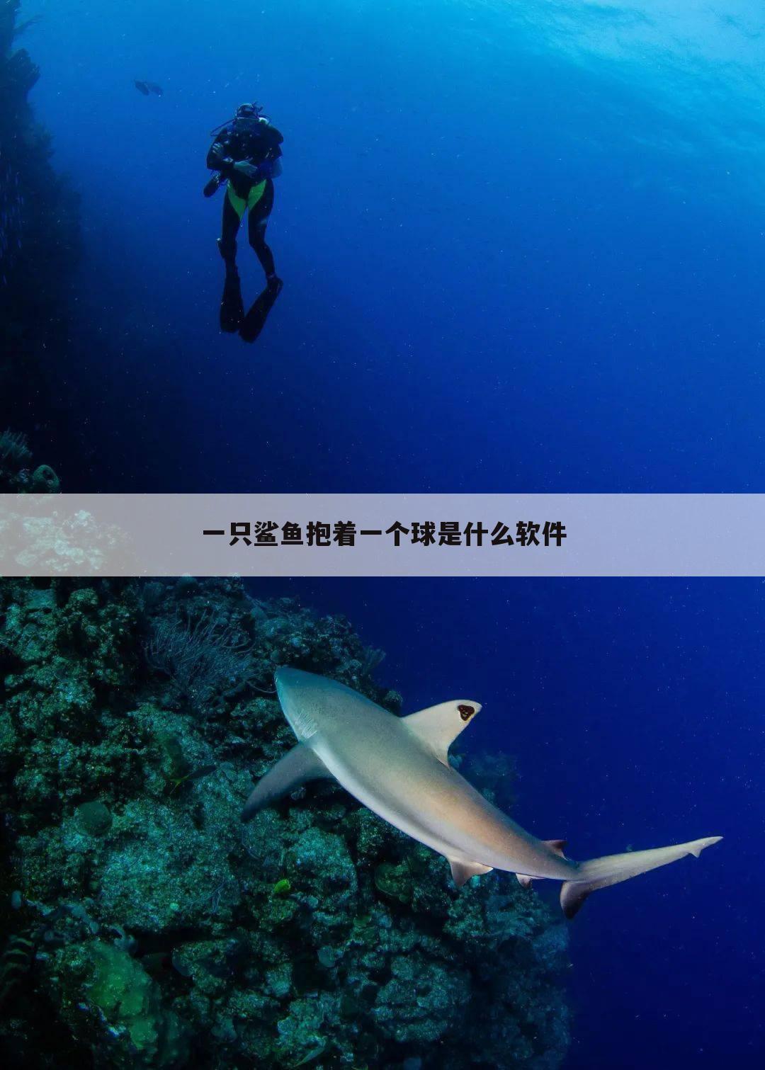 一只鲨鱼抱着一个球是什么软件