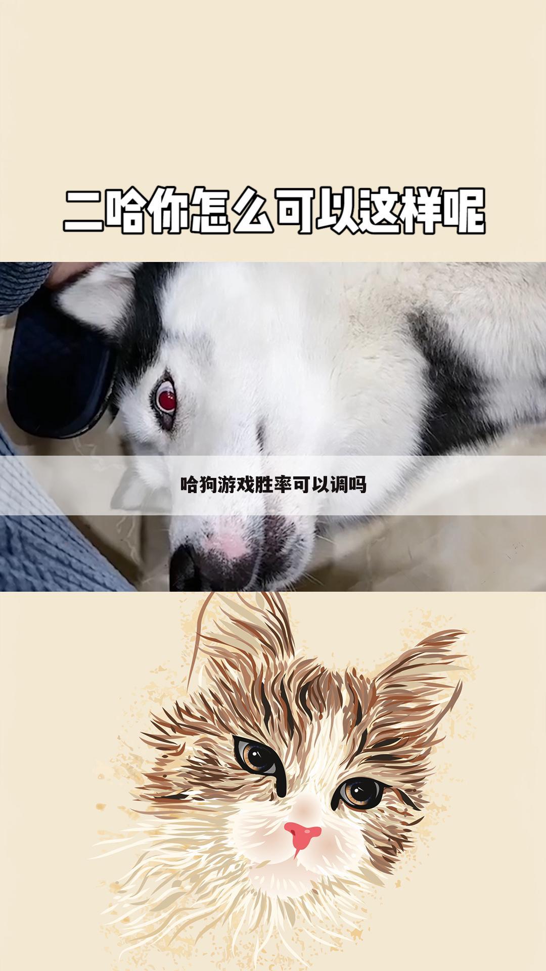 哈狗游戏胜率可以调吗