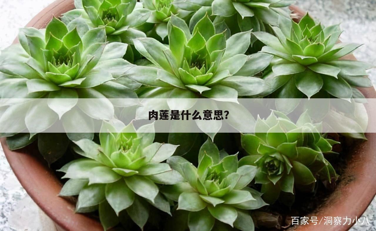 肉莲是什么意思?