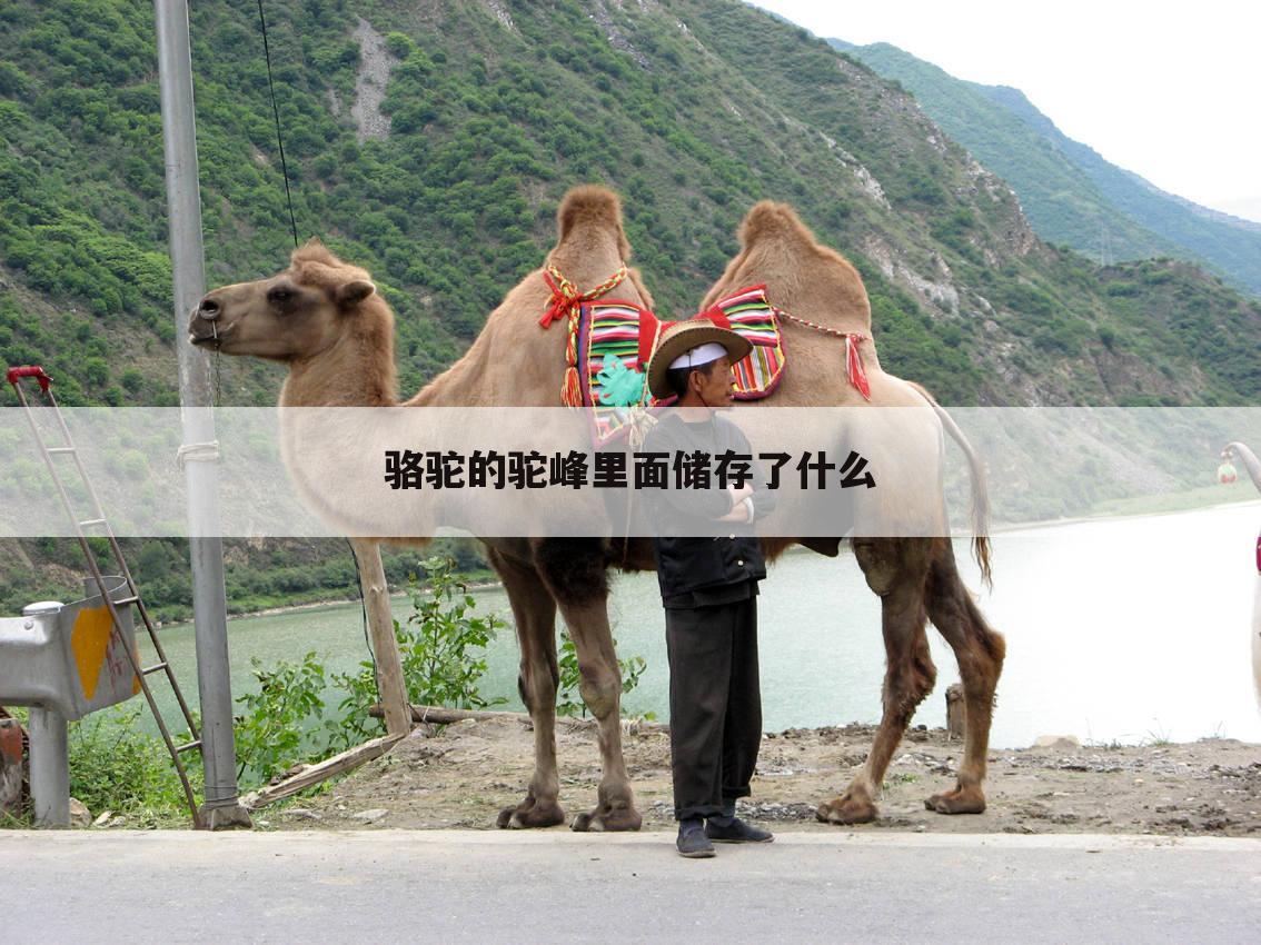 骆驼的驼峰里面储存了什么