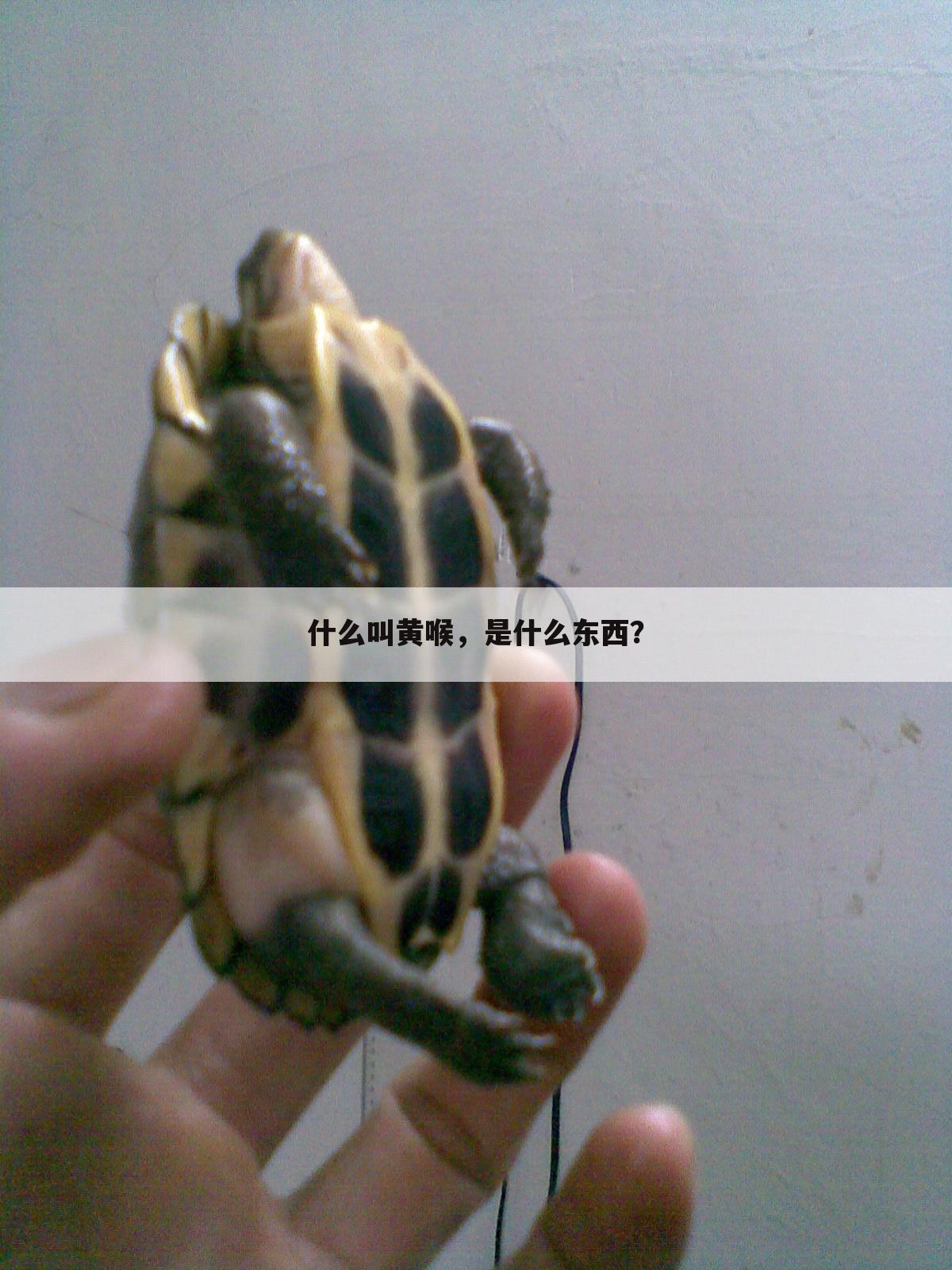 什么叫黄喉，是什么东西？