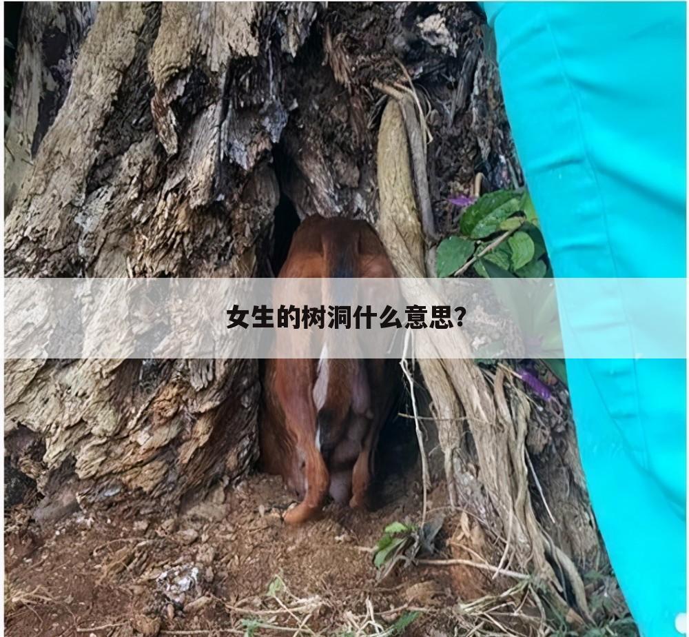 女生的树洞什么意思?