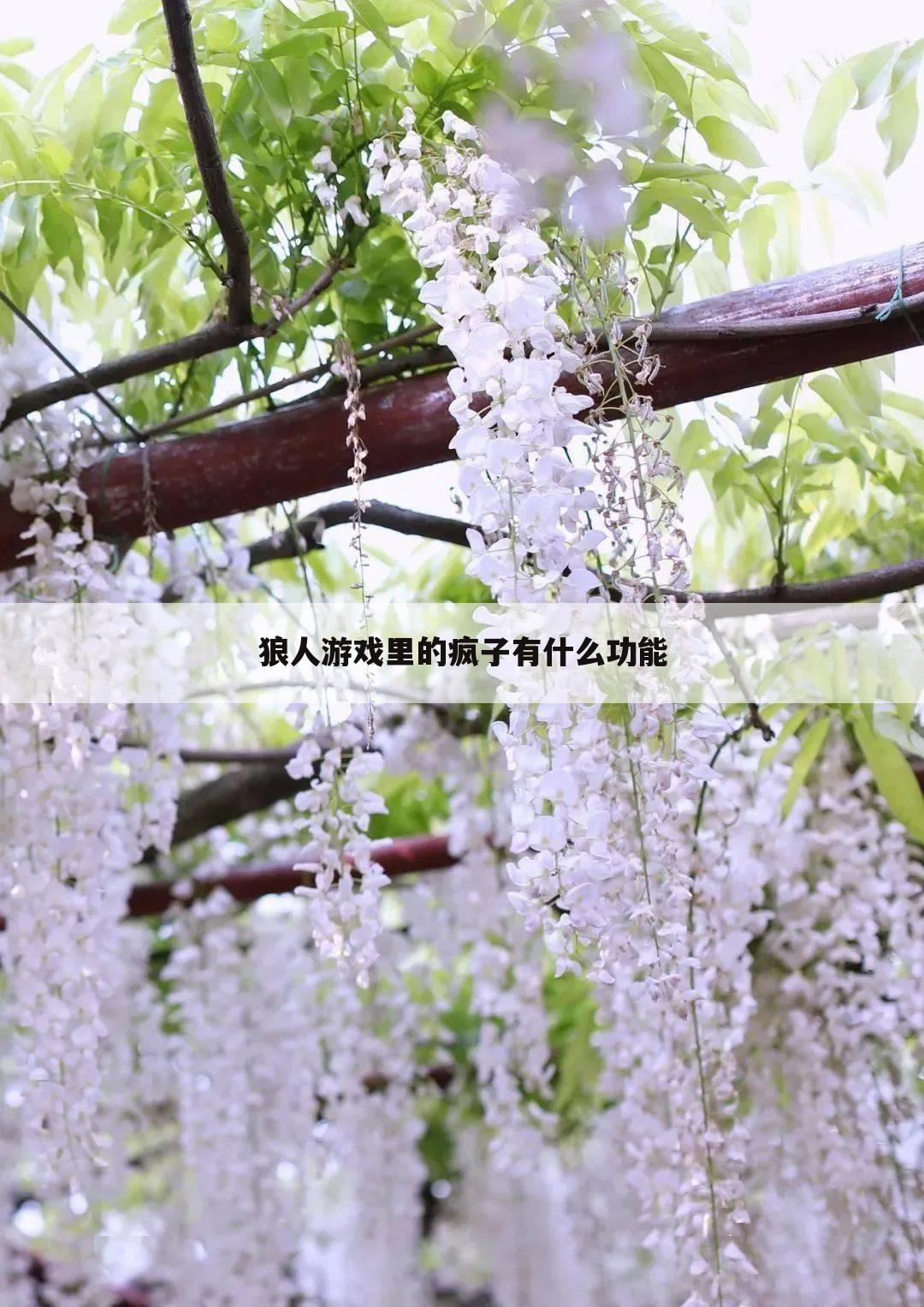 狼人游戏里的疯子有什么功能