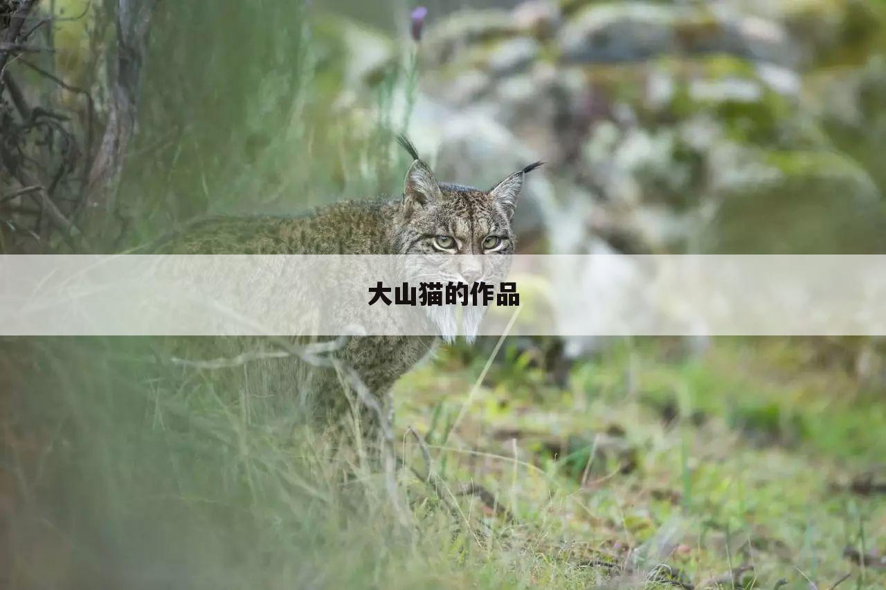大山猫的作品