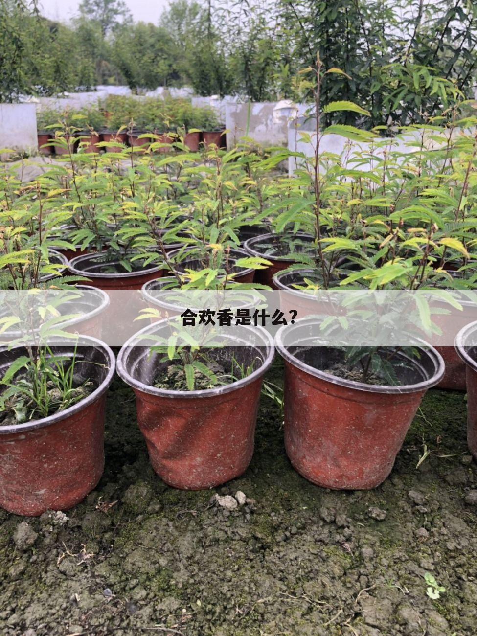 合欢香是什么?