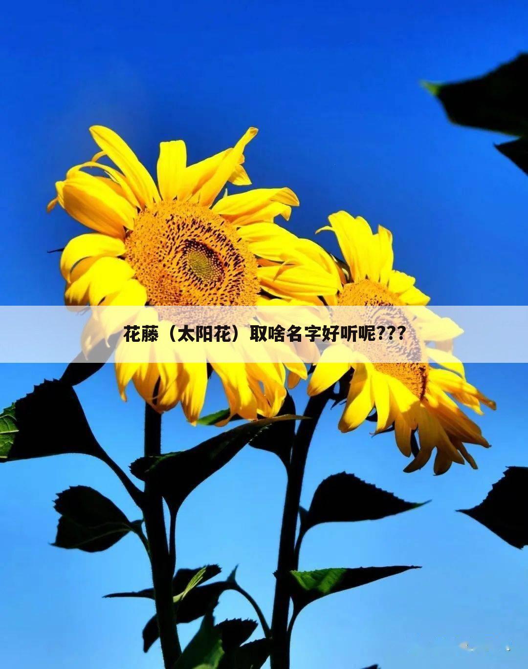 花藤(太阳花)取啥名字好听呢???