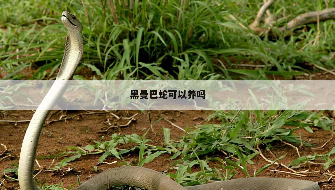 黑曼巴蛇可以养吗