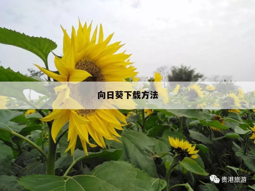 向日葵下载方法