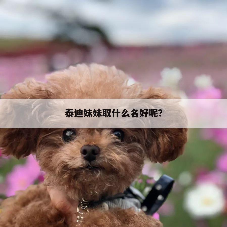 泰迪妹妹取什么名好呢？