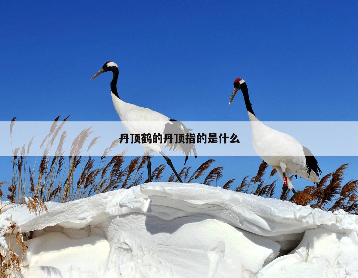 丹顶鹤的丹顶指的是什么
