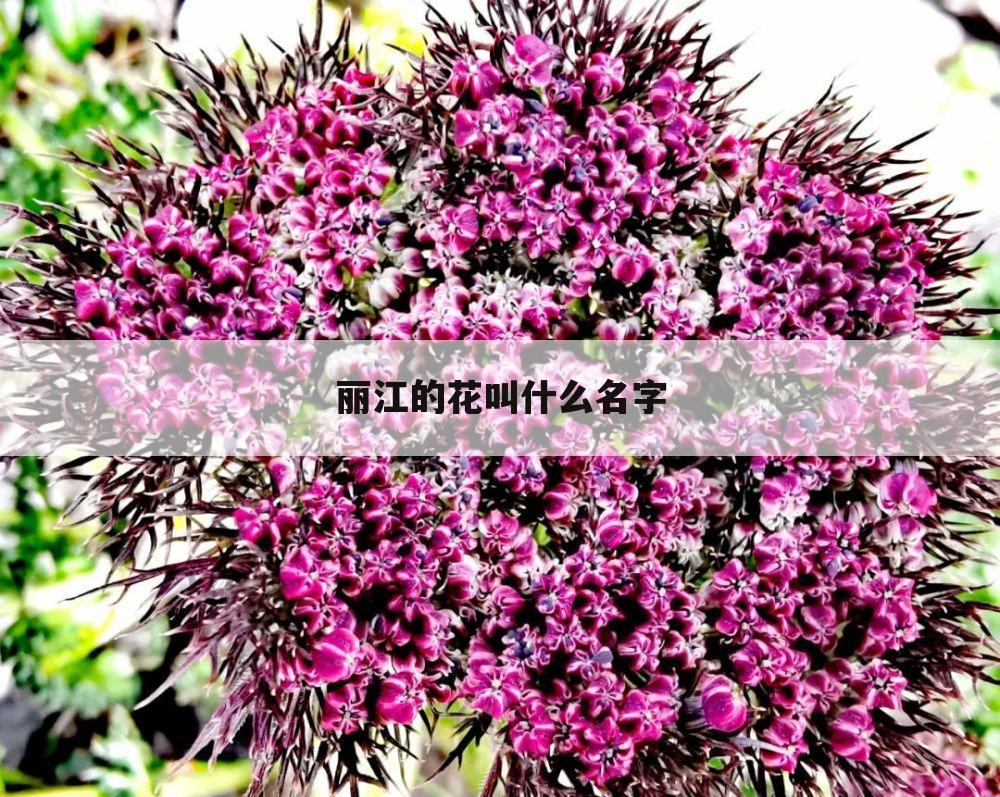 丽江的花叫什么名字