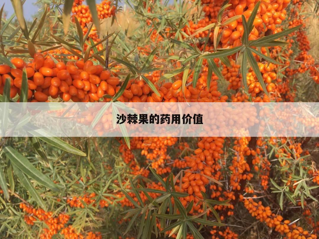 沙棘果的药用价值
