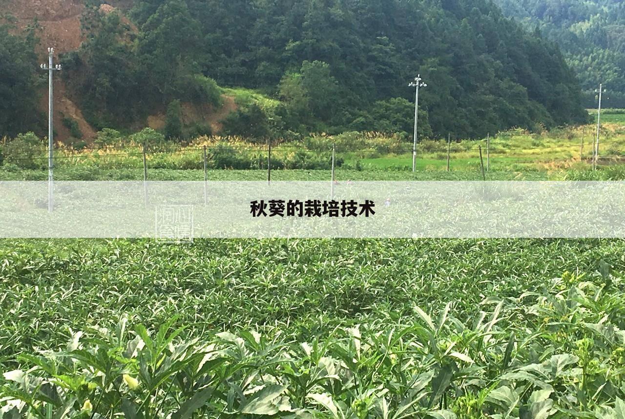 秋葵的栽培技术