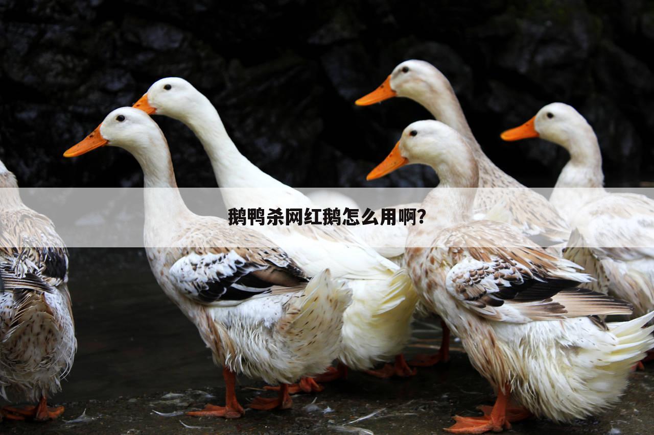 鹅鸭杀网红鹅怎么用啊?