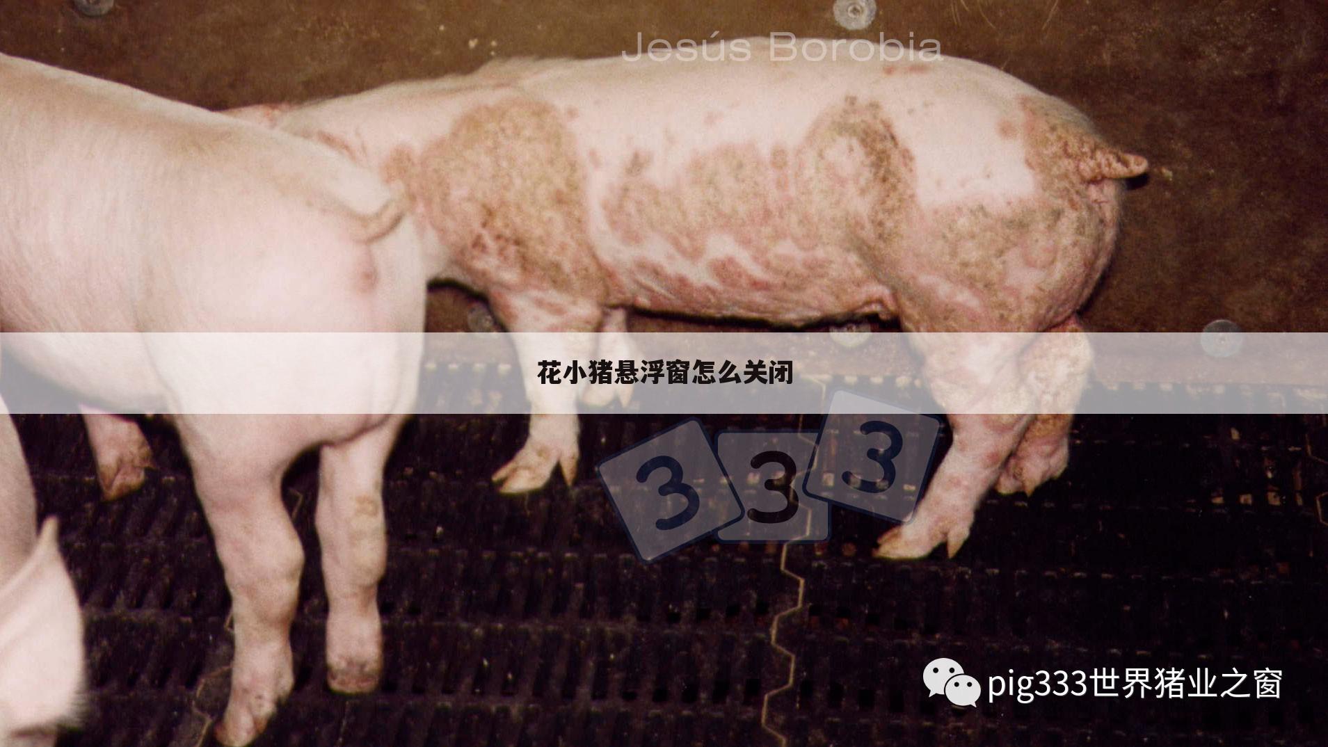 花小猪悬浮窗怎么关闭