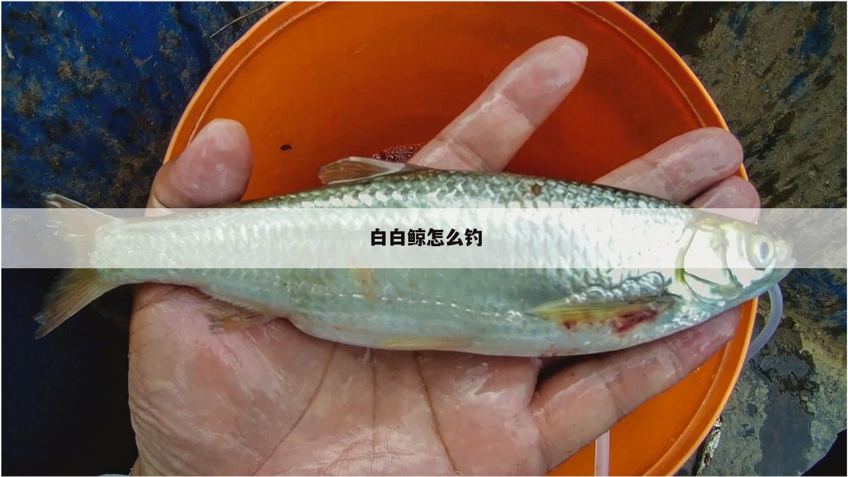 白白鲸怎么钓